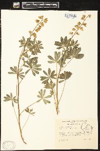 Lupinus perennis subsp. perennis image