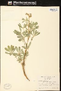 Lupinus perennis subsp. perennis image