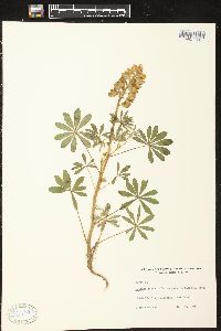 Lupinus perennis subsp. perennis image