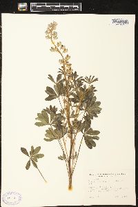 Lupinus perennis subsp. perennis image