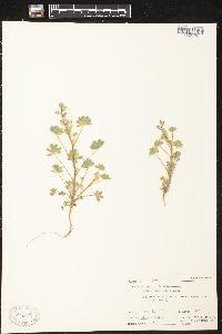 Lupinus concinnus image