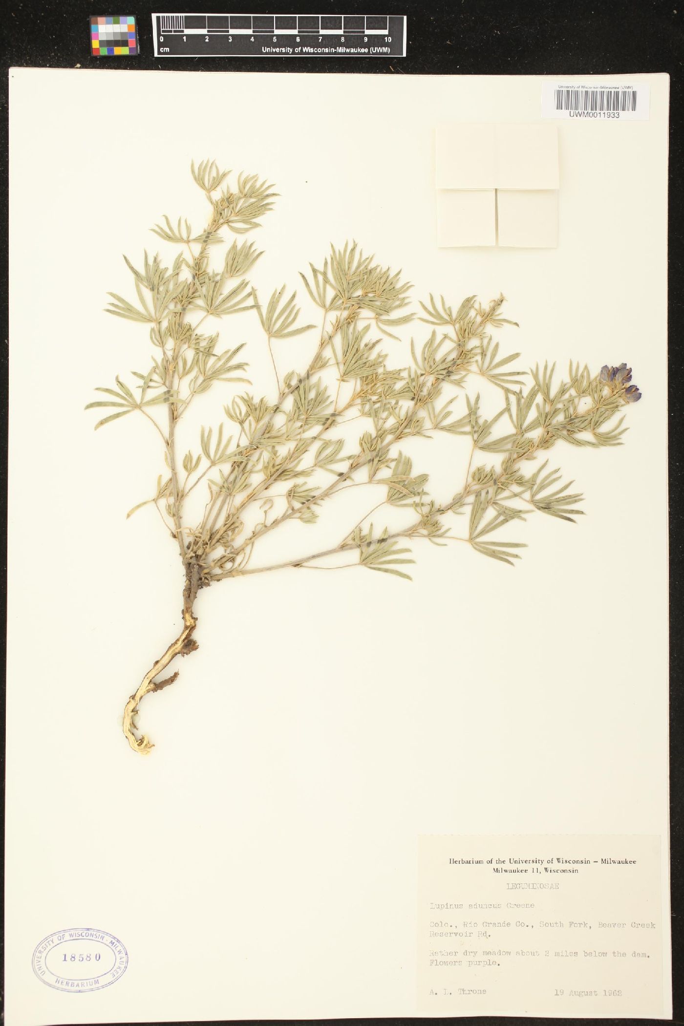 Lupinus caudatus subsp. argophyllus image