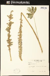 Lupinus alpestris image