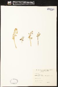 Lupinus pusillus subsp. rubens image