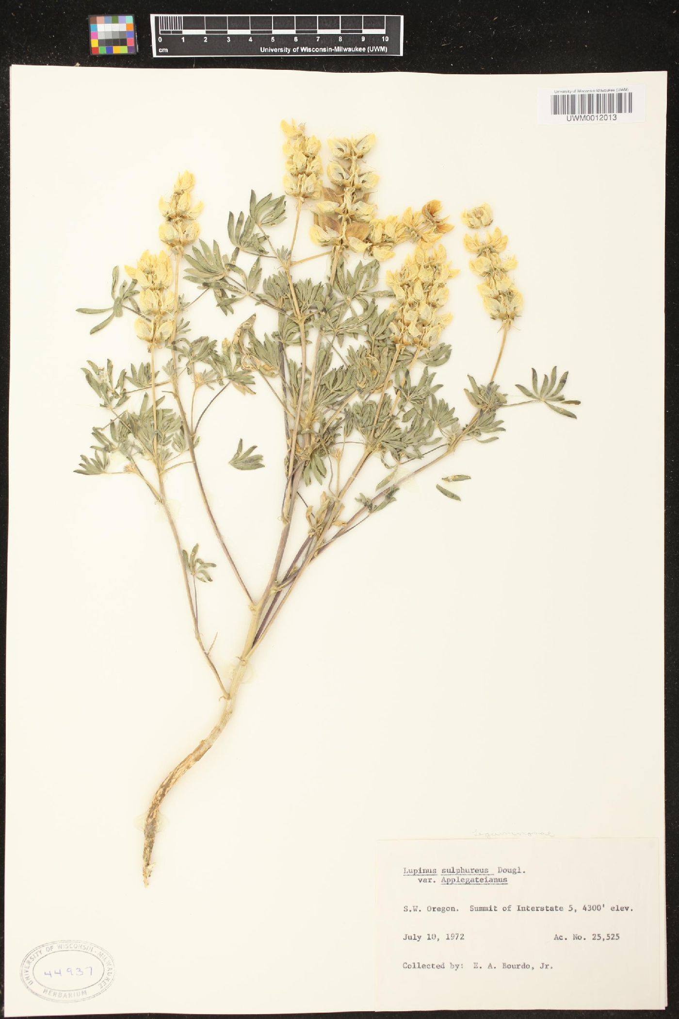 Lupinus sulphureus var. applegateanus image