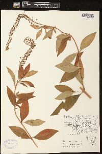 Lysimachia clethroides image