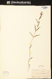 Lysimachia quadriflora image