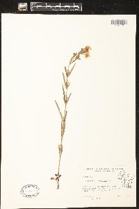 Lysimachia quadriflora image