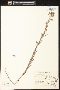 Lysimachia quadriflora image