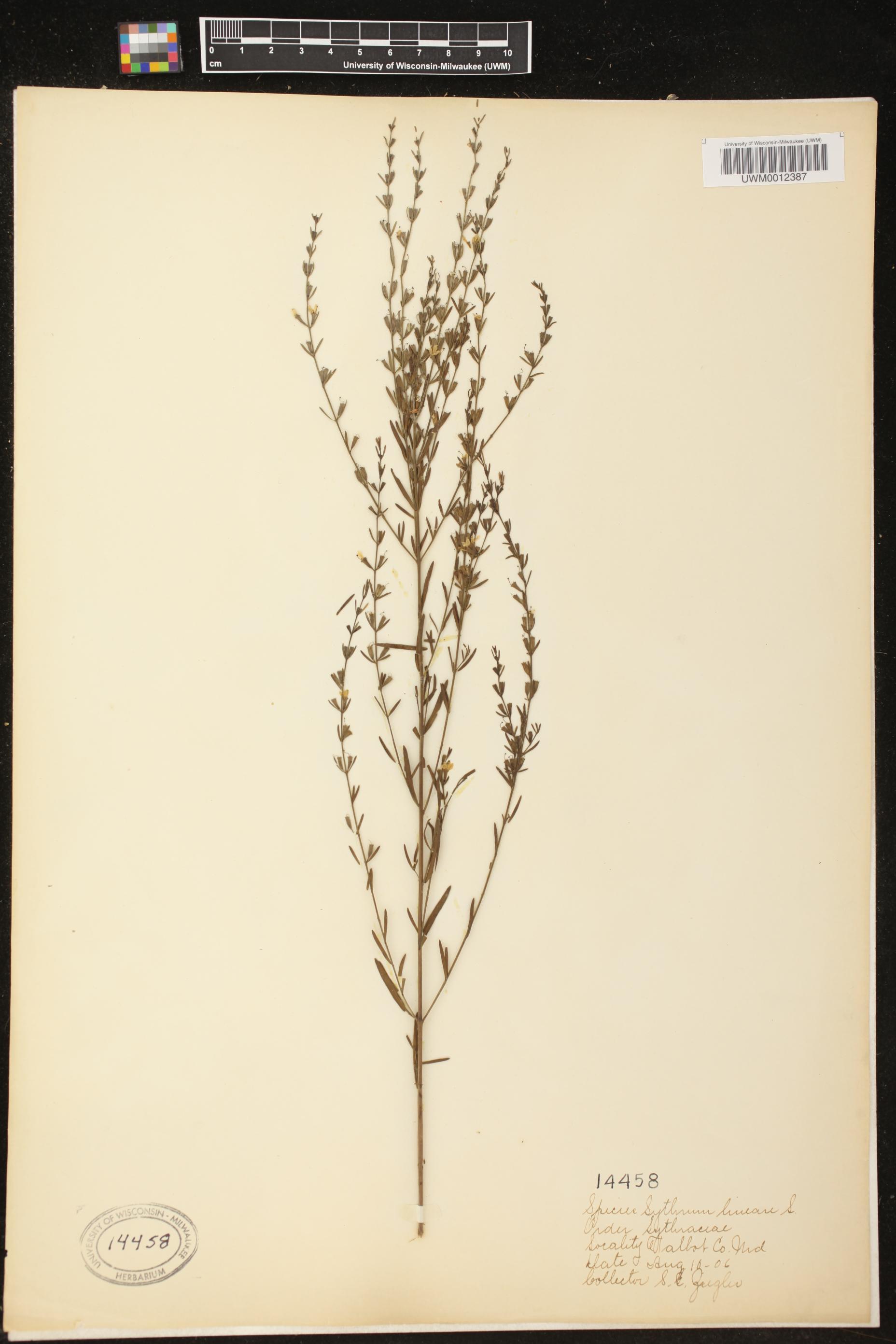 Lythrum lineare image