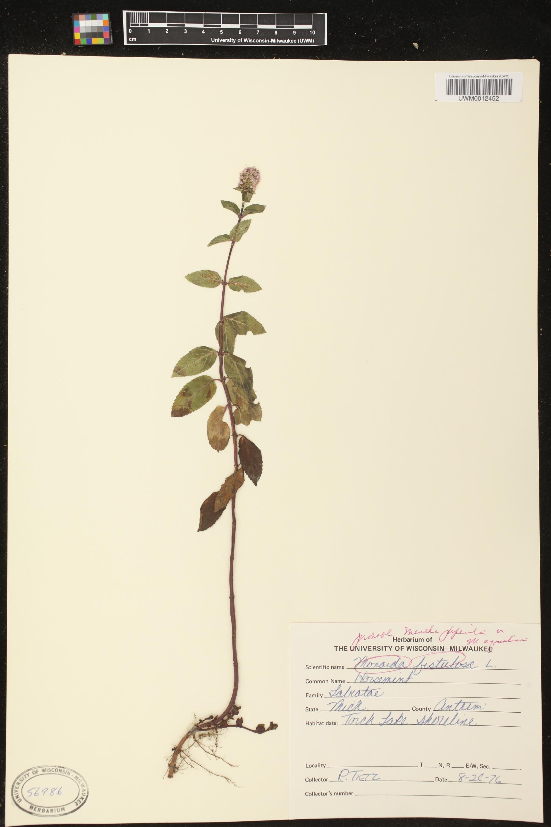 Mentha aquatica image