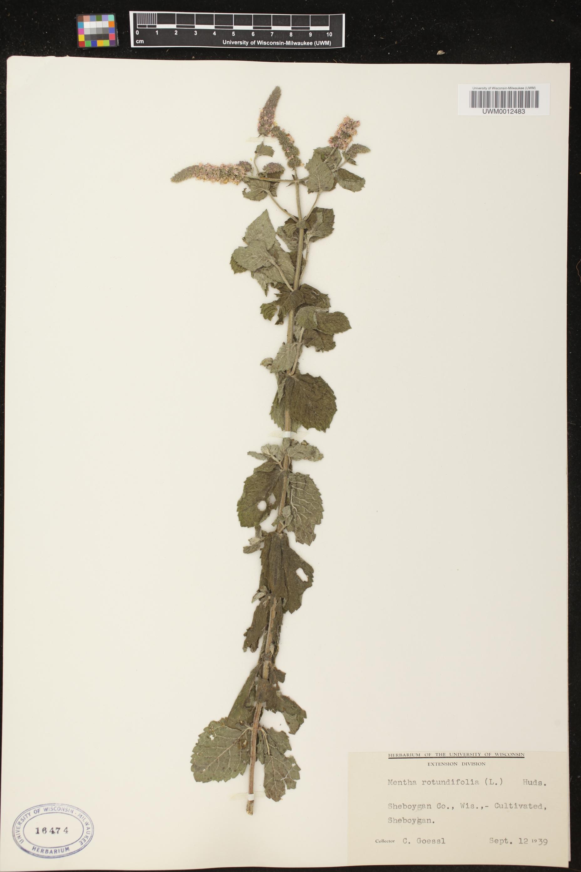 Mentha × rotundifolia image
