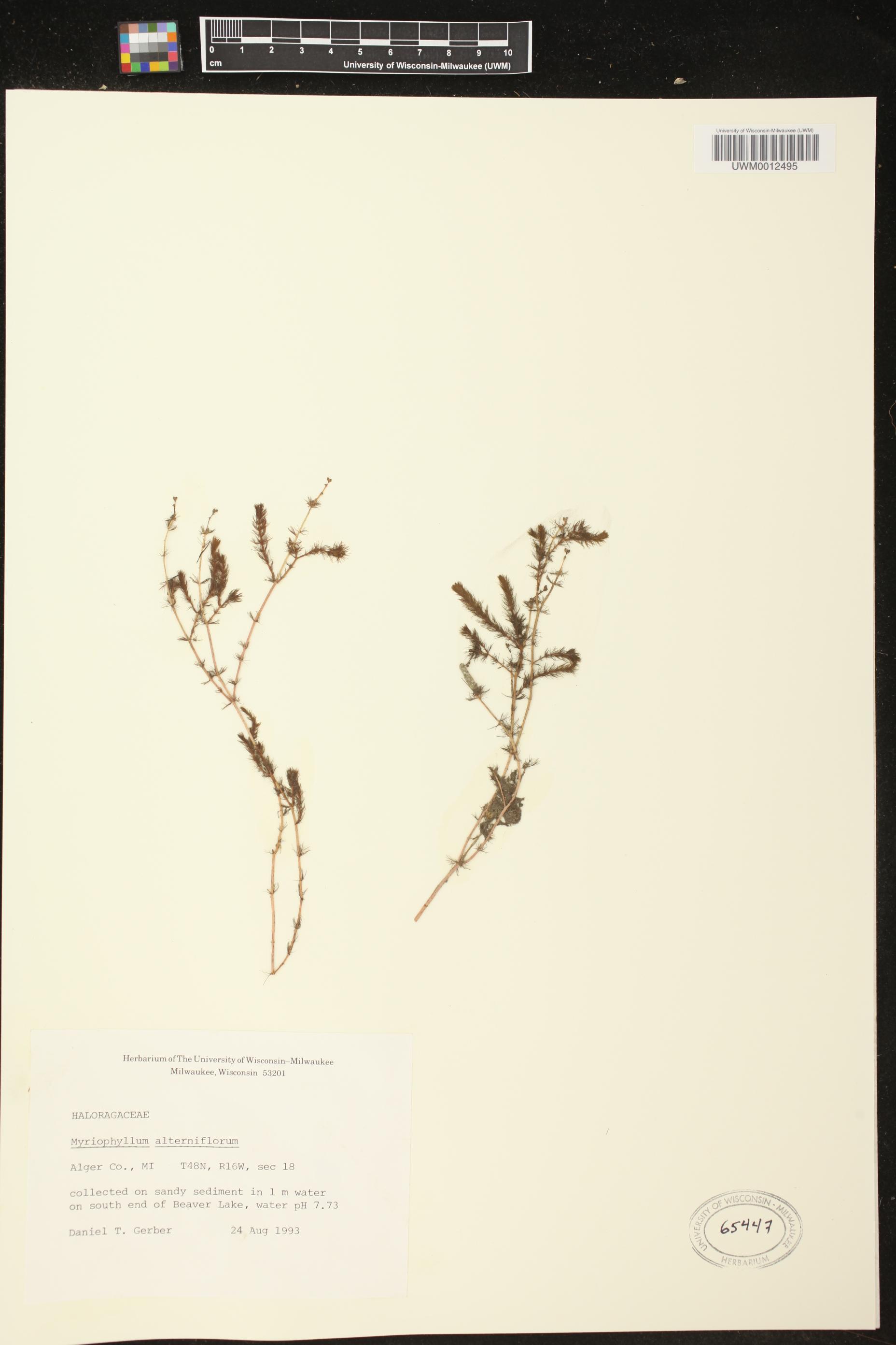 Myriophyllum alterniflorum image