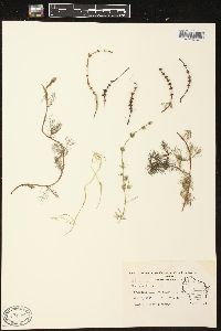 Myriophyllum spicatum image