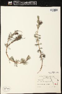 Myriophyllum spicatum image