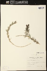 Myriophyllum spicatum image