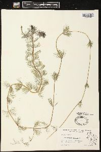 Myriophyllum spicatum image