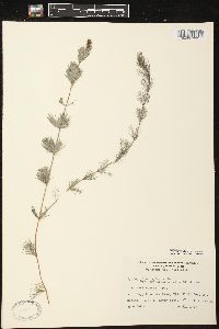 Myriophyllum spicatum image