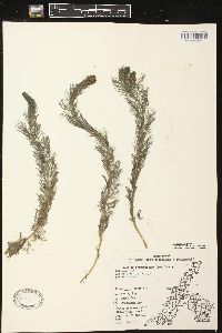 Myriophyllum spicatum image