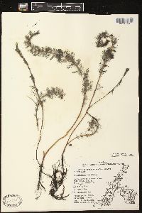 Myriophyllum spicatum image