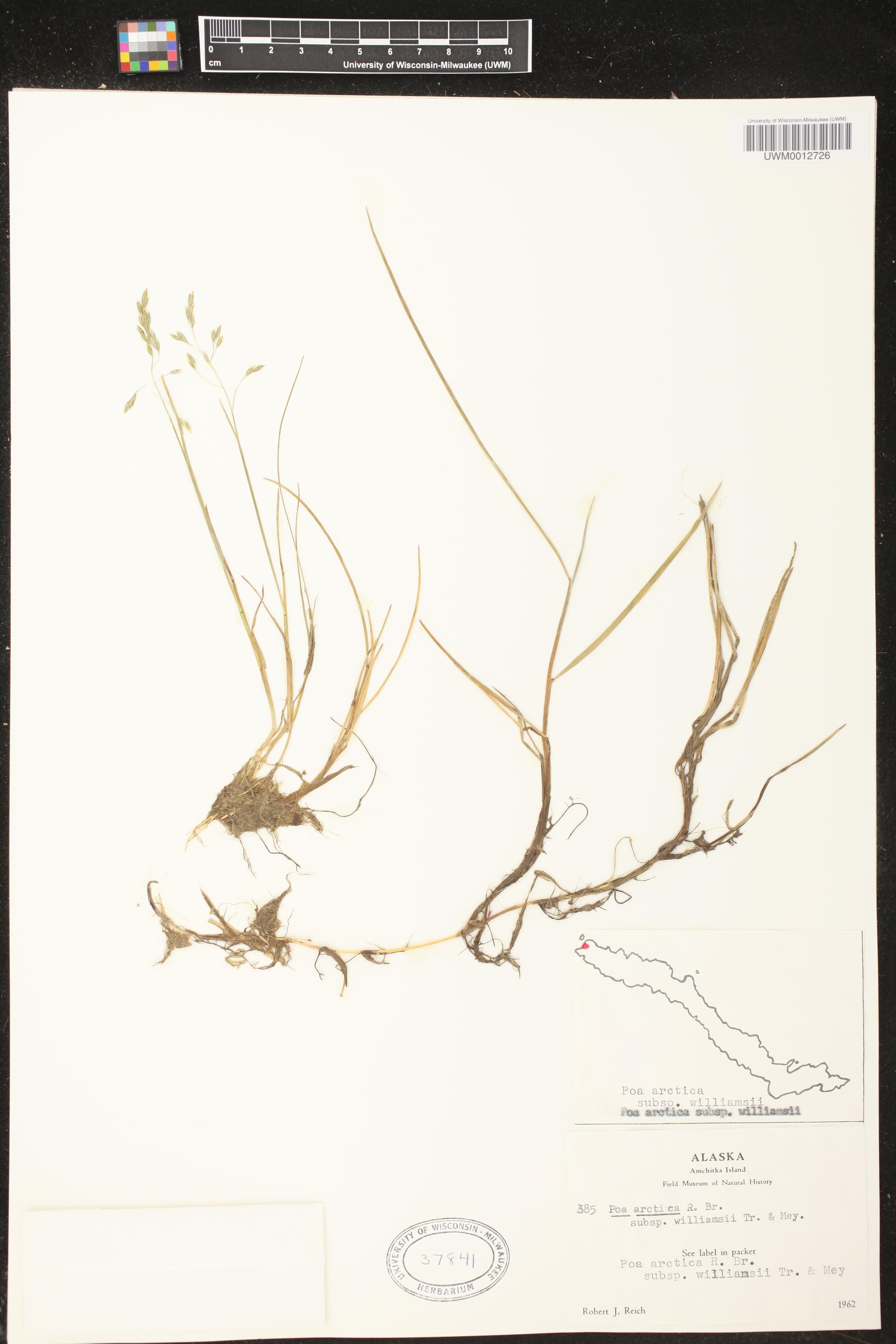 Poa arctica subsp. arctica image