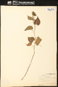 Fallopia cilinodis image