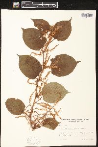 Reynoutria japonica image