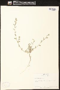 Polygonum erectum image