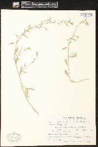 Polygonum ramosissimum var. prolificum image