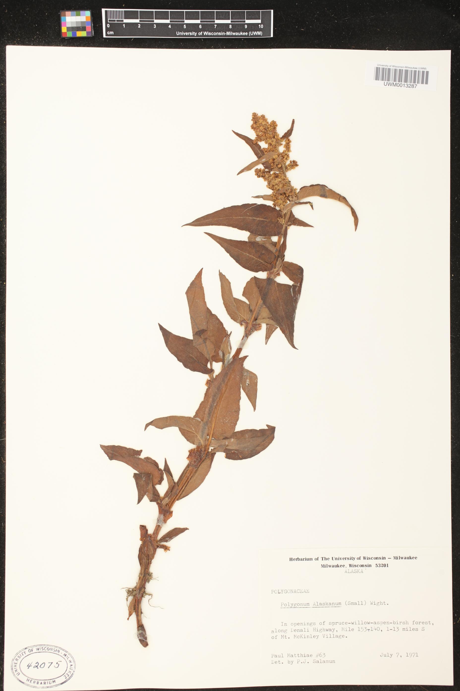 Polygonum alaskanum image