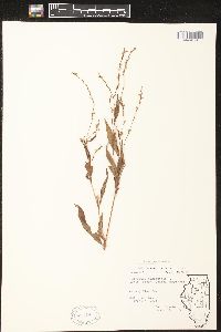 Persicaria hydropiper image