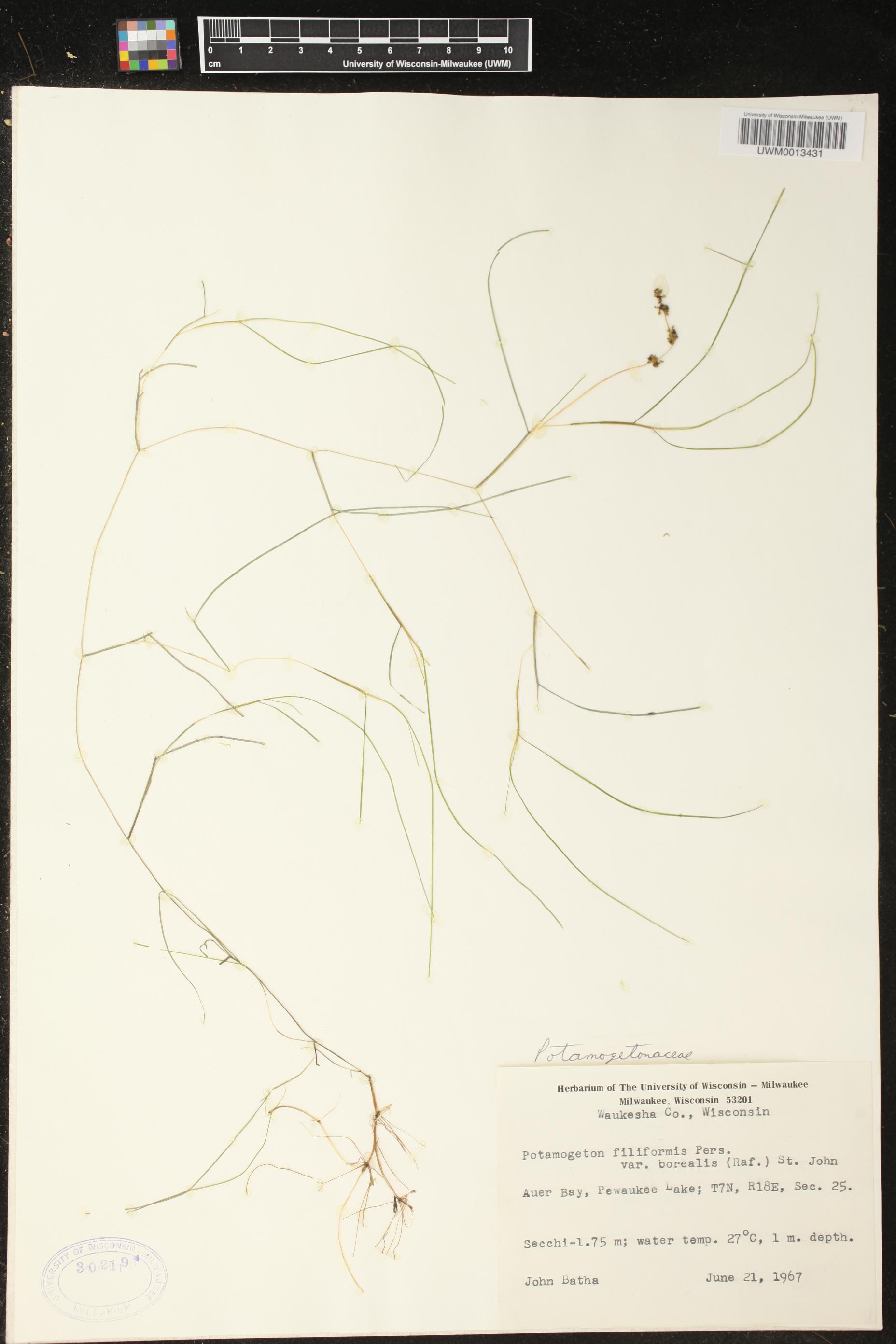 Stuckenia filiformis subsp. alpinus image