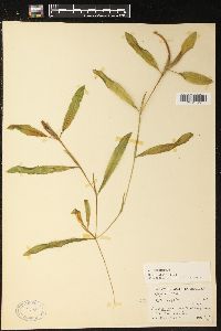 Potamogeton illinoensis image