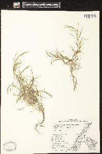 Potamogeton pusillus subsp. tenuissimus image