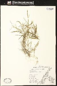 Potamogeton pusillus subsp. tenuissimus image