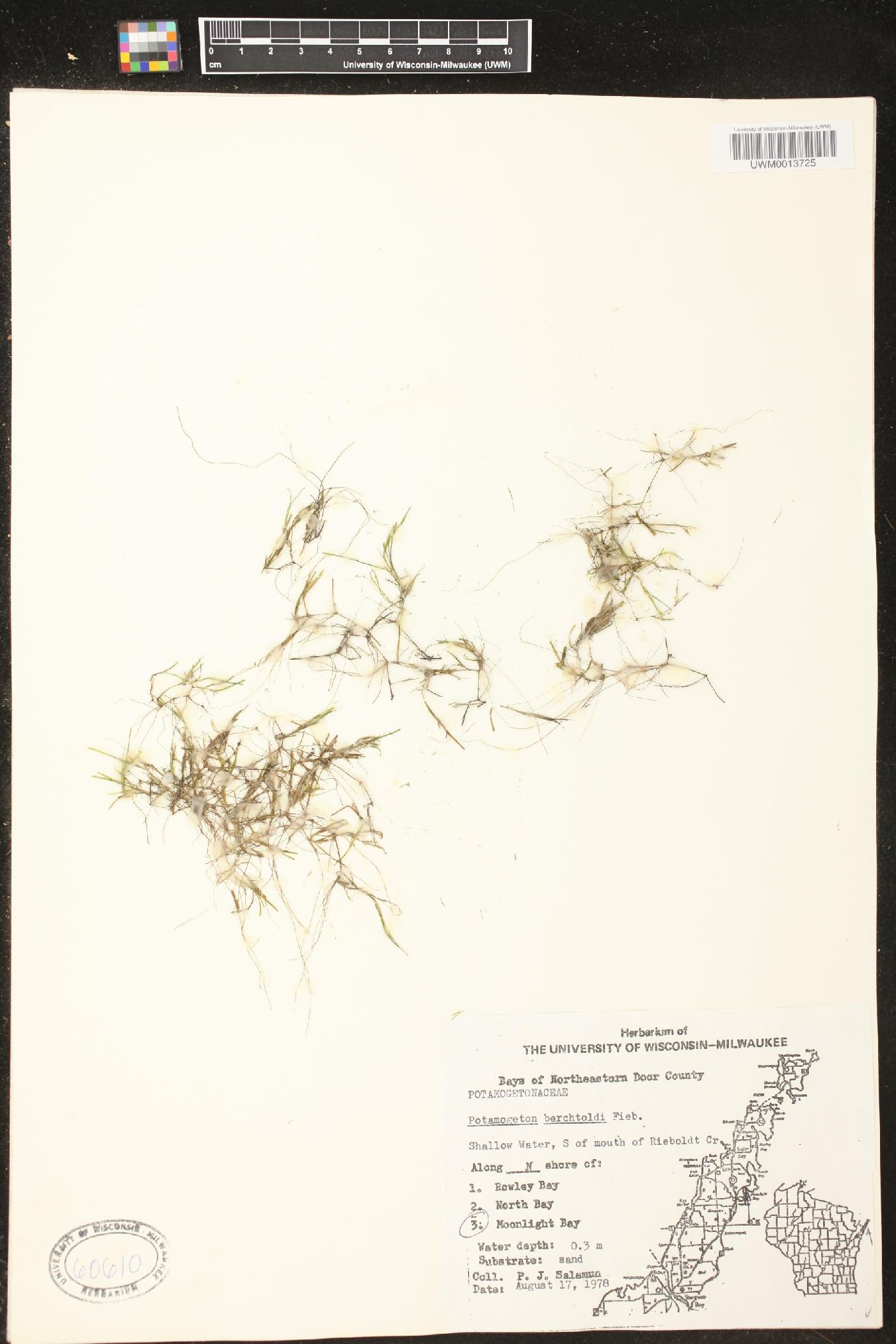 Potamogeton berchtoldii image