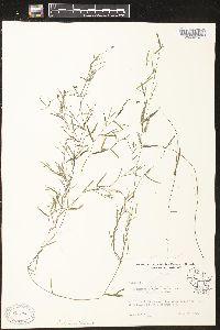 Potamogeton pusillus subsp. tenuissimus image