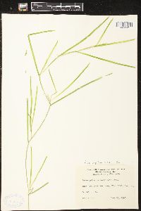 Potamogeton zosteriformis image