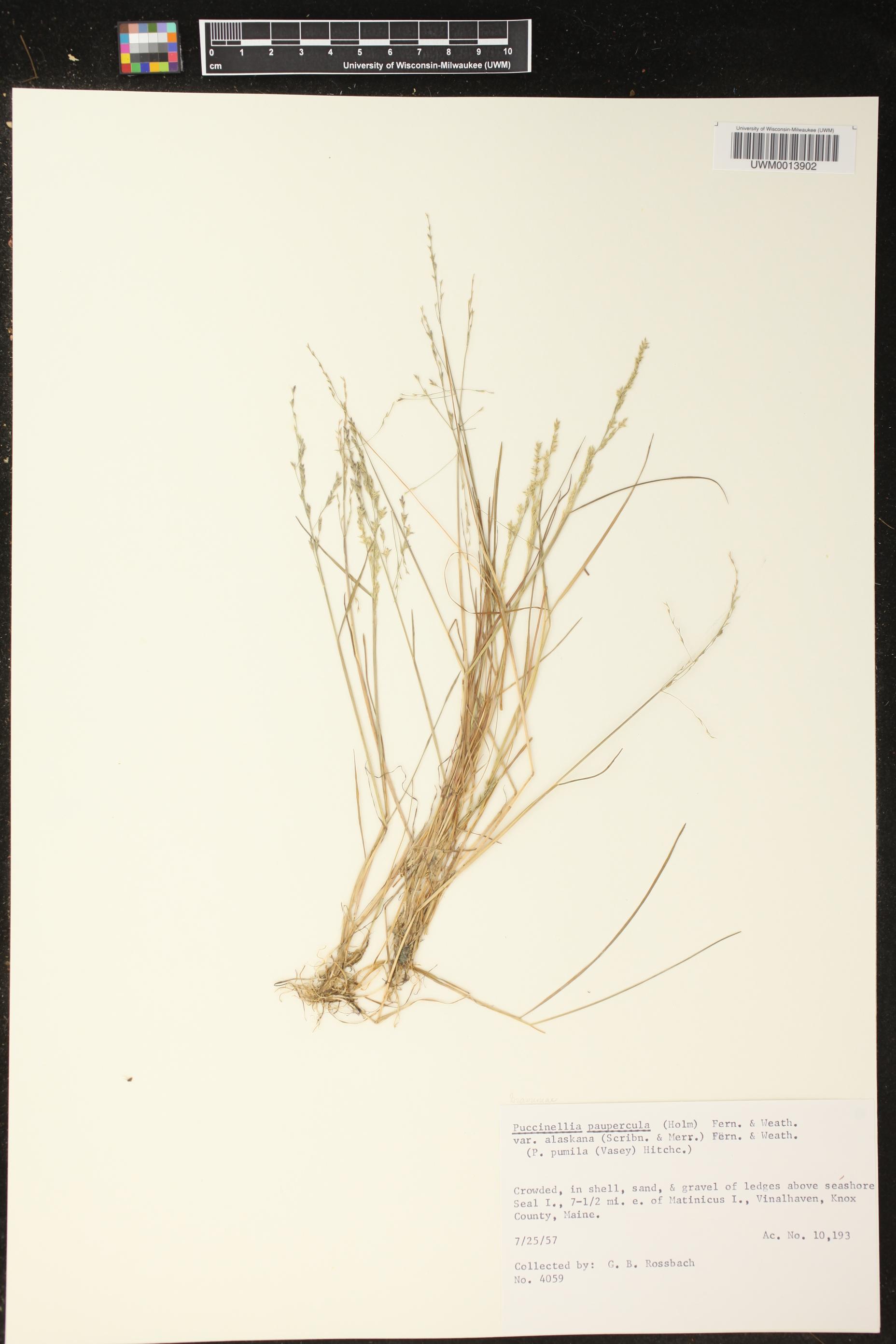 Puccinellia tenella subsp. alaskana image