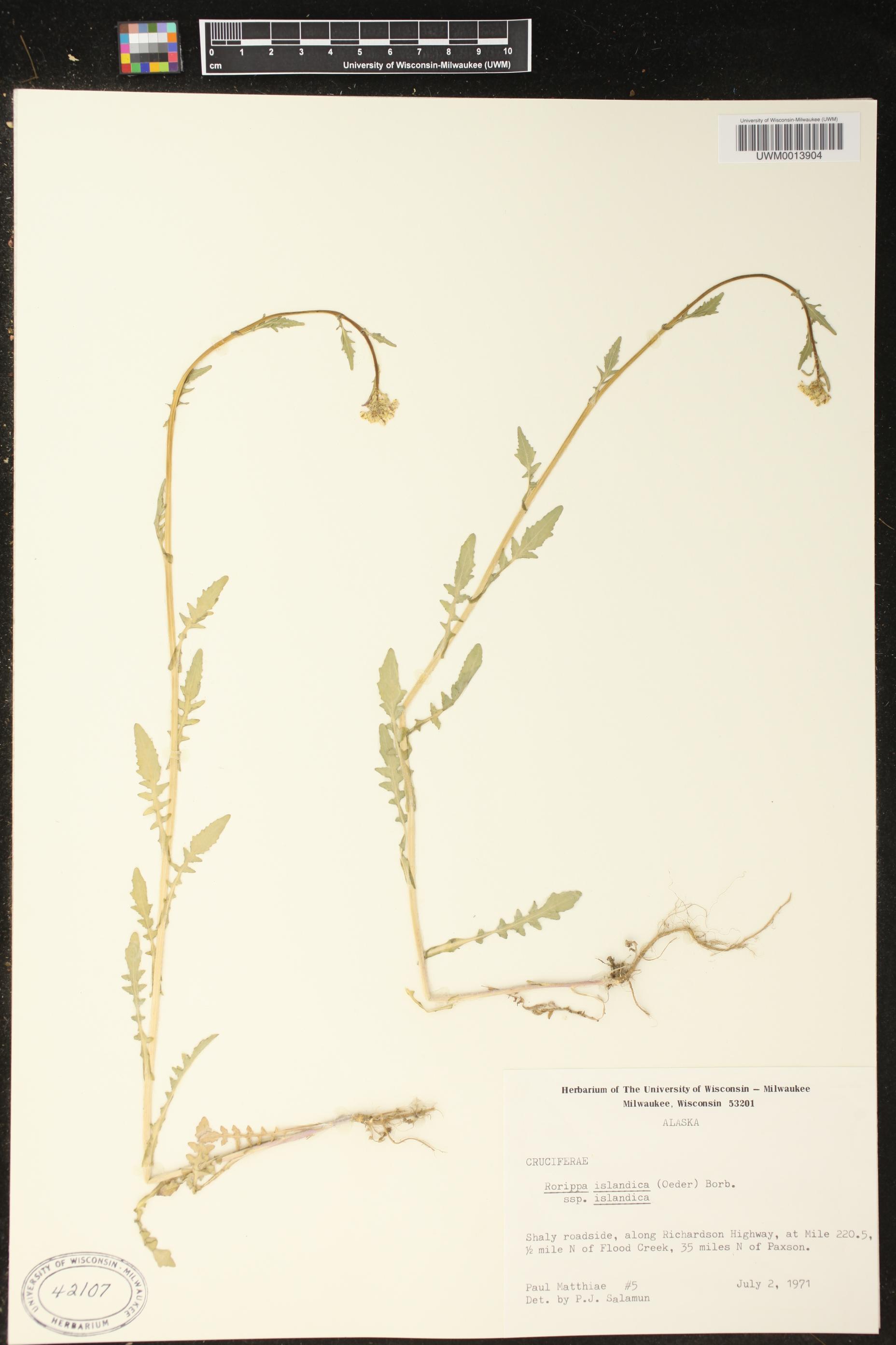 Rorippa islandica image