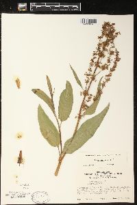 Rumex verticillatus image