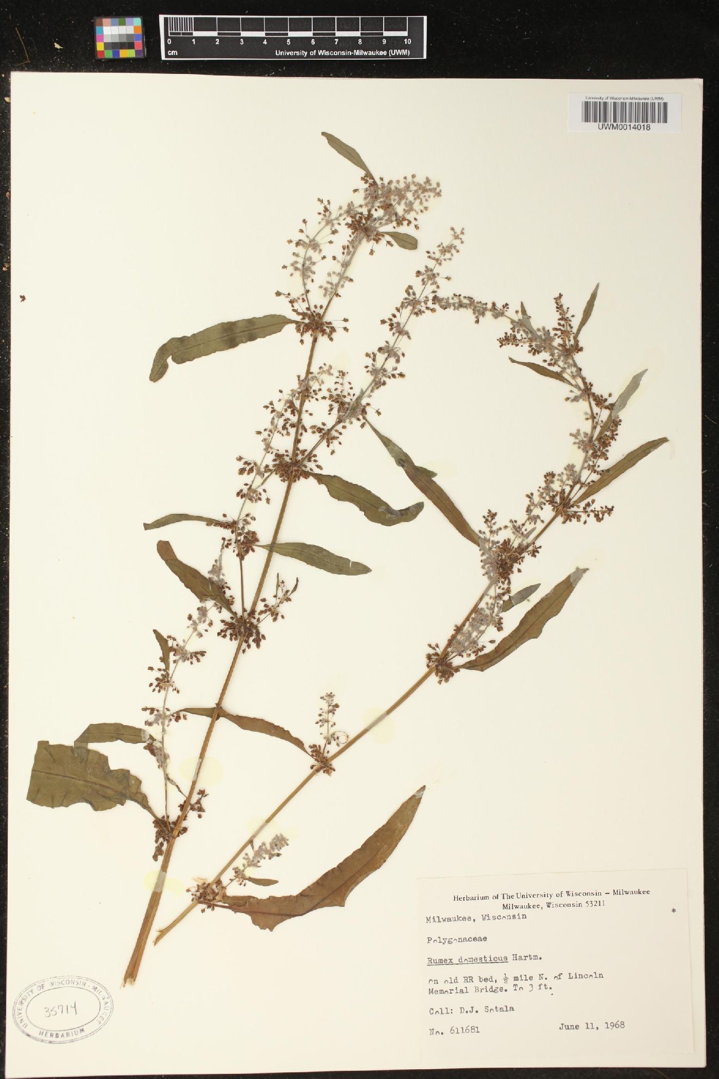 Rumex longifolius image