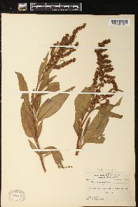 Rumex altissimus image