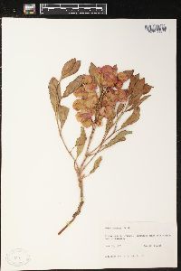 Rumex venosus image