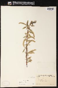 Salix alba image