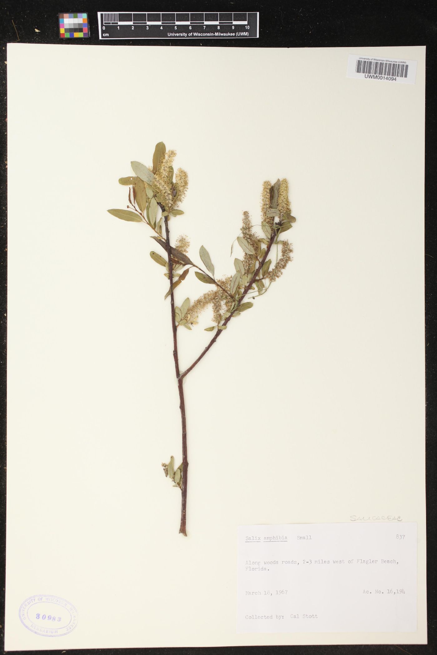 Salix amphibia image