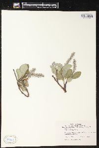 Salix arctica image