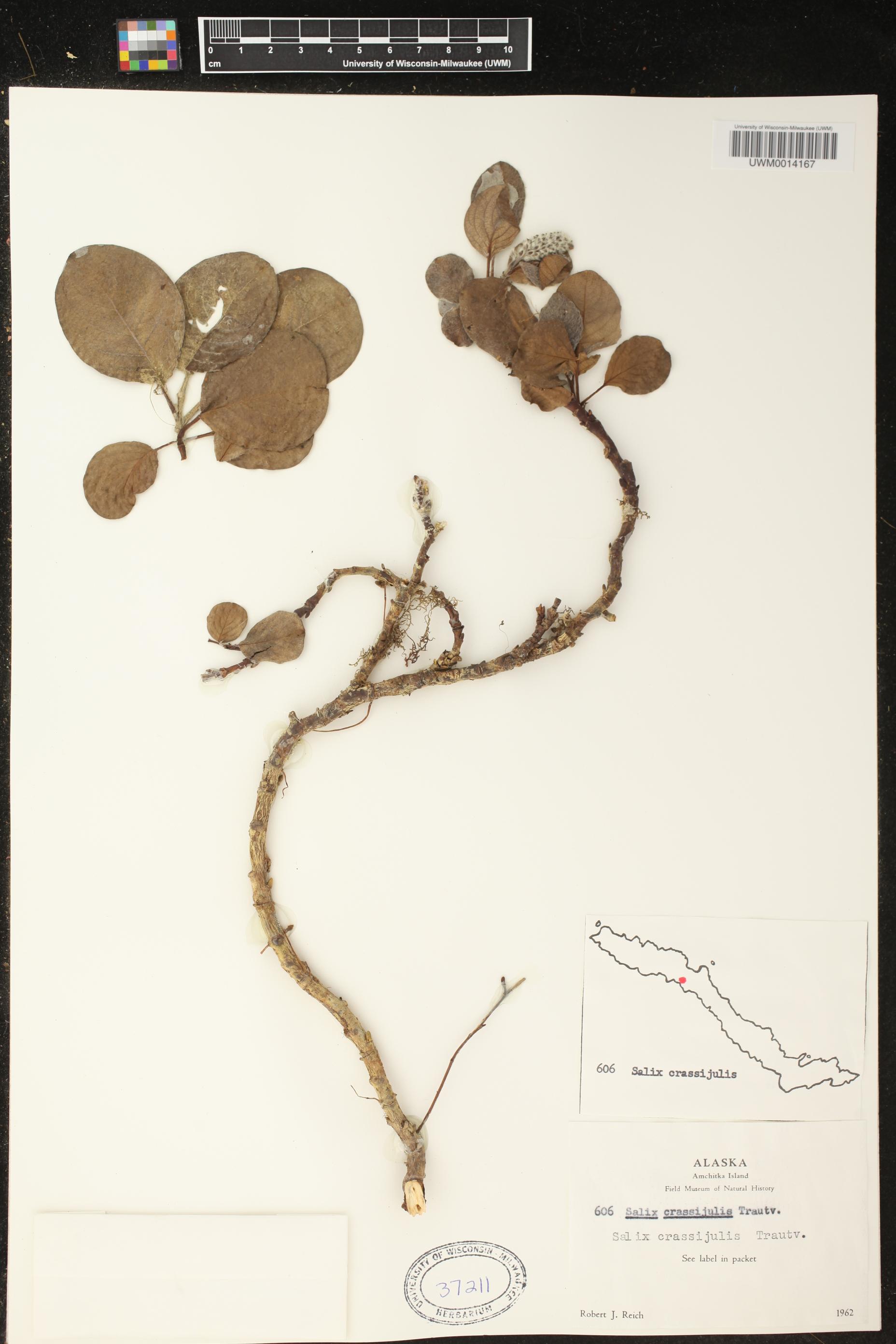 Salix crassijulis image