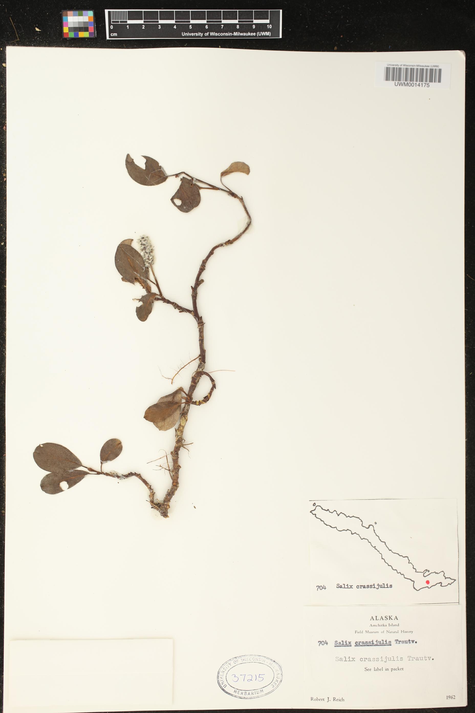 Salix crassijulis image