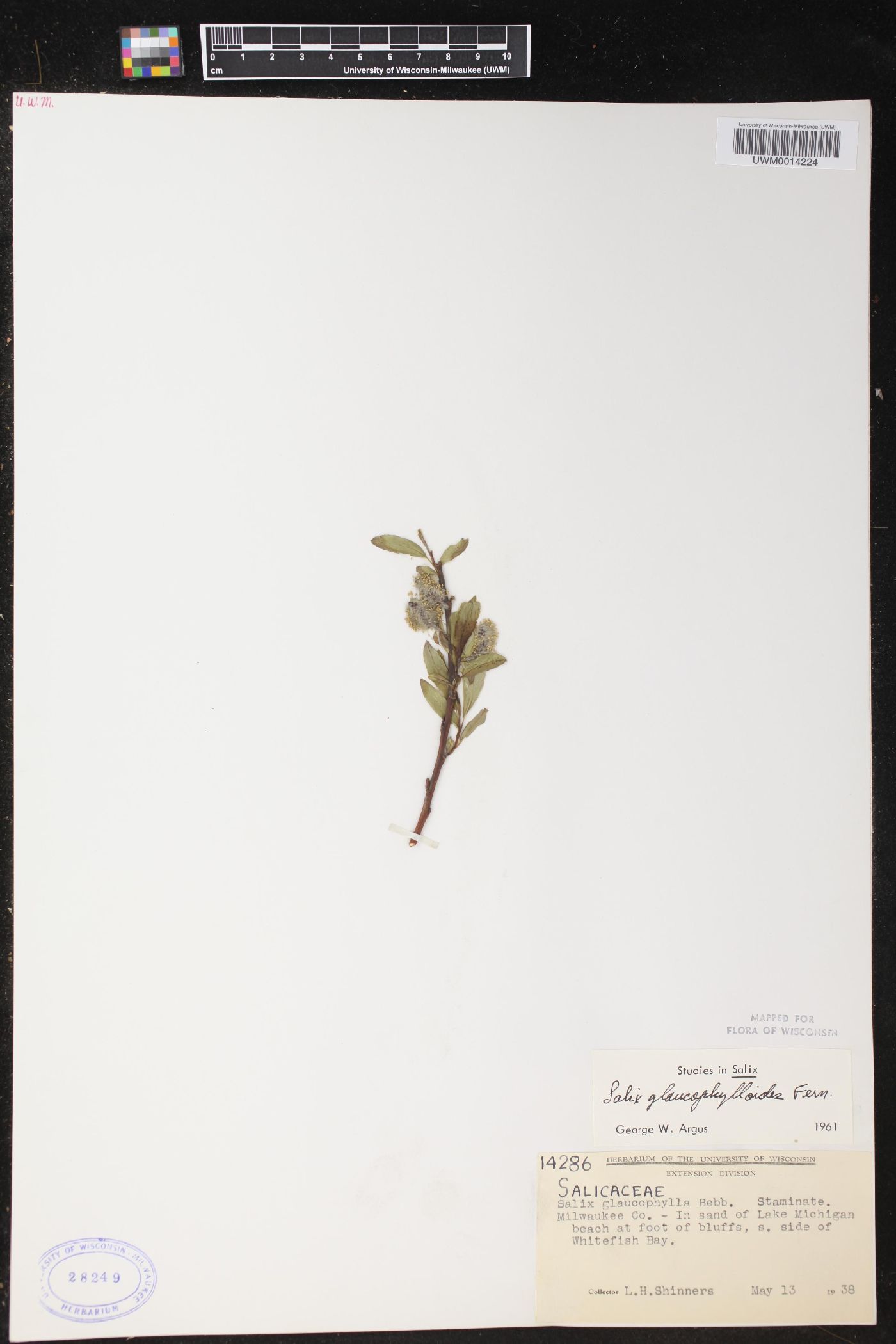 Salix glaucophylloides image